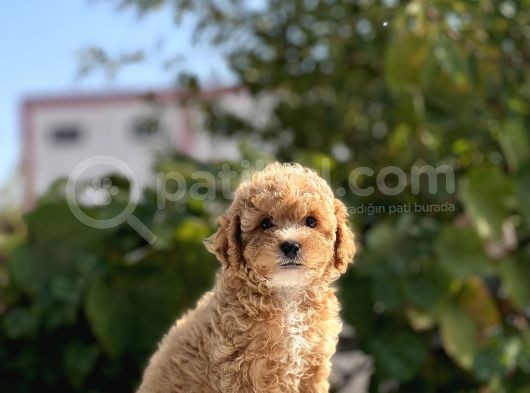 Sağlik Garanti̇li̇ Toy Poodle Bebekler görsel