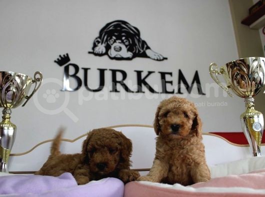 A Secereli Erkek Toy Poodle Yavrularımız