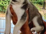 Mükemmel Kalite Husky Yavrular