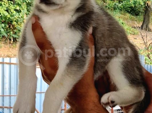 Mükemmel Kalite Husky Yavrular görsel