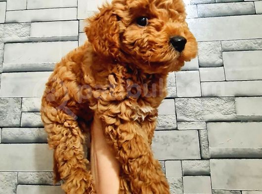 Red Toy Poodle görsel