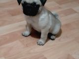 Mükemmel Kalite Yavru Pug