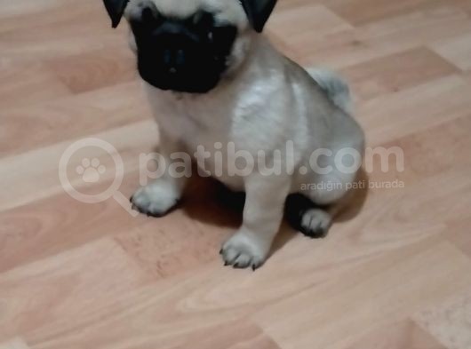Mükemmel Kalite Yavru Pug