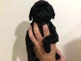 Safkan Pug Mops Bebekler