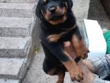 Saf Kan Rottweiler Bebekler