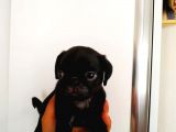 Safkan Pug Mops Bebekler