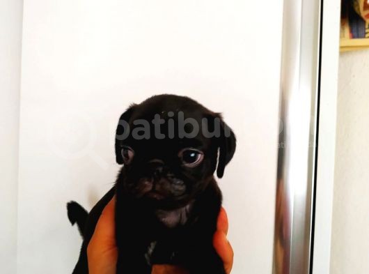 Safkan Pug Mops Bebekler görsel
