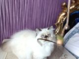 Full Şecereli Anne Babadan Show Kalite Persian Yavru