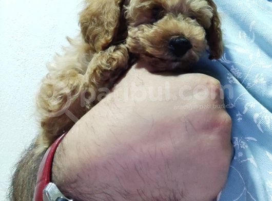 Orijinal Saf Kan Toy Poodle Erkek 3 Aylık  görsel