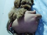 Orijinal Saf Kan Toy Poodle Erkek 3 Aylık 