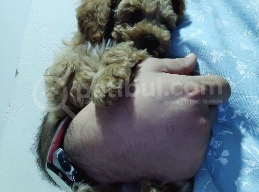 Orijinal Saf Kan Toy Poodle Erkek 3 Aylık  görsel