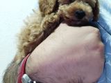 Orijinal saf kan toy poodle erkek 3 aylık 