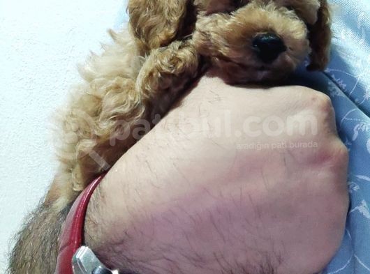 Orijinal Saf Kan Toy Poodle Erkek 3 Aylık 