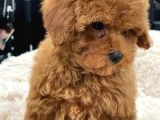 Sağlik Ve Irk Garanti̇li̇ Red Toy Poodle Yavrum