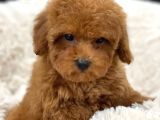 Sağlik Ve Irk Garanti̇li̇ Red Toy Poodle Yavrum