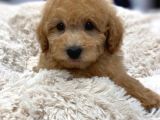 Sağlik Ve Irk Garanti̇li̇ Toy Poodle Yavrum