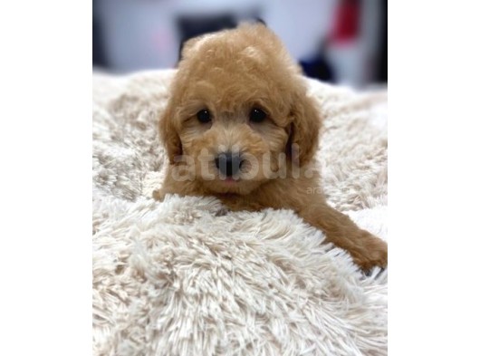 Sağlik Ve Irk Garanti̇li̇ Toy Poodle Yavrum görsel