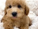 Sağlik Ve Irk Garanti̇li̇ Toy Poodle Yavrum