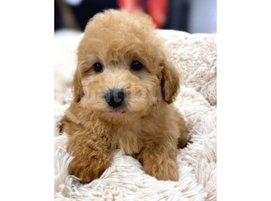 Sağlik Ve Irk Garanti̇li̇ Toy Poodle Yavrum görsel