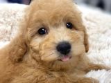 Sağlik Ve Irk Garanti̇li̇ Toy Poodle Yavrum