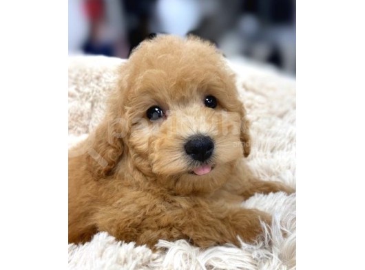 Sağlik Ve Irk Garanti̇li̇ Toy Poodle Yavrum