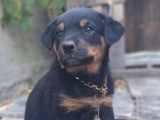 Saf Kan Rottweiler Bebekler