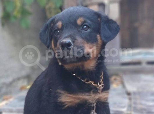 Saf Kan Rottweiler Bebekler