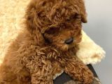 Sağlik Ve Irk Garanti̇li̇ Red Toy Poodle Yavrum Pi̇ksel