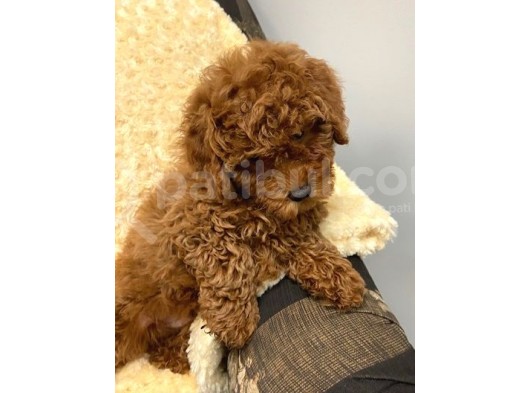 Sağlik Ve Irk Garanti̇li̇ Red Toy Poodle Yavrum Pi̇ksel görsel