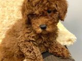 Sağlik Ve Irk Garanti̇li̇ Red Toy Poodle Yavrum Pi̇ksel