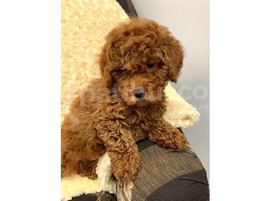 Sağlik Ve Irk Garanti̇li̇ Red Toy Poodle Yavrum Pi̇ksel görsel