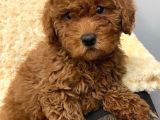 Sağlik Ve Irk Garanti̇li̇ Red Toy Poodle Yavrum Pi̇ksel