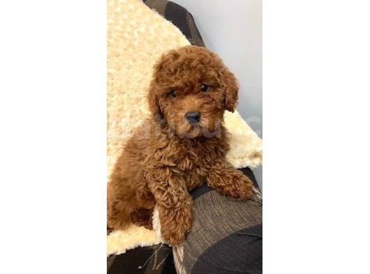 Sağlik Ve Irk Garanti̇li̇ Red Toy Poodle Yavrum Pi̇ksel görsel