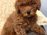 Sağlik Ve Irk Garanti̇li̇ Red Toy Poodle Yavrum Pi̇ksel