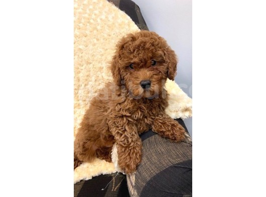 Sağlik Ve Irk Garanti̇li̇ Red Toy Poodle Yavrum Pi̇ksel