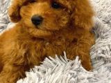 Sağlik Ve Irk Garanti̇li̇ Red Brown Toy Poodle Yavrularimiz