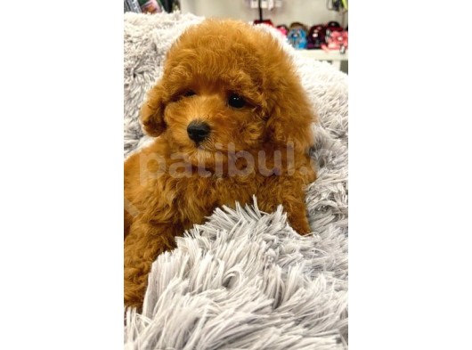 Sağlik Ve Irk Garanti̇li̇ Red Brown Toy Poodle Yavrularimiz görsel