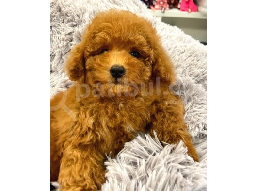 Sağlik Ve Irk Garanti̇li̇ Red Brown Toy Poodle Yavrularimiz