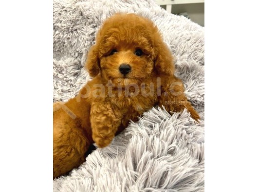 Sağlik Ve Irk Garanti̇li̇ Red Brown Toy Poodle Yavrularimiz görsel