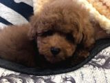 Sağlik Ve Irk Garanti̇li̇ Red Brown Toy Poodle