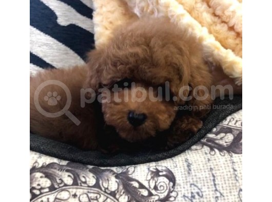 Sağlik Ve Irk Garanti̇li̇ Red Brown Toy Poodle