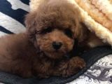 Sağlik Ve Irk Garanti̇li̇ Red Brown Toy Poodle