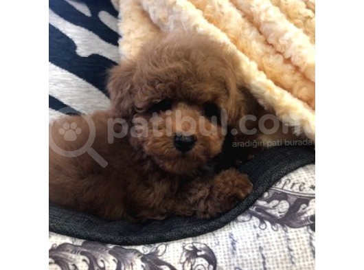 Sağlik Ve Irk Garanti̇li̇ Red Brown Toy Poodle görsel