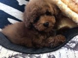 Sağlik Ve Irk Garanti̇li̇ Red Brown Toy Poodle