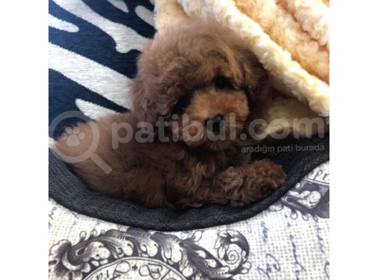 Sağlik Ve Irk Garanti̇li̇ Red Brown Toy Poodle görsel