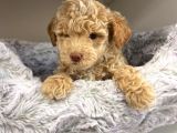 Sağlik Ve Irk Garanti̇li̇  Toy Poodle Yavrularimiz