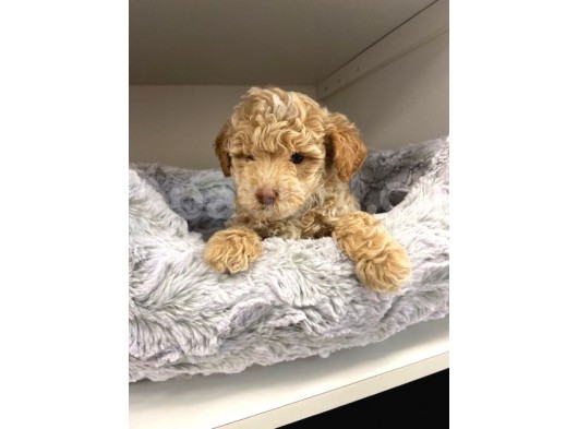 Sağlik Ve Irk Garanti̇li̇  Toy Poodle Yavrularimiz görsel