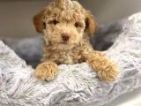 Sağlik Ve Irk Garanti̇li̇  Toy Poodle Yavrularimiz