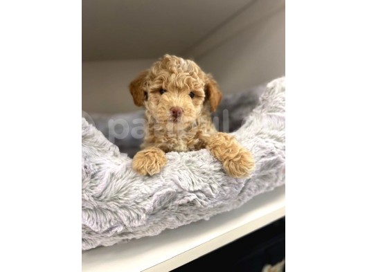 Sağlik Ve Irk Garanti̇li̇  Toy Poodle Yavrularimiz