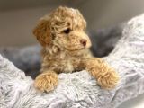Sağlik Ve Irk Garanti̇li̇  Toy Poodle Yavrularimiz